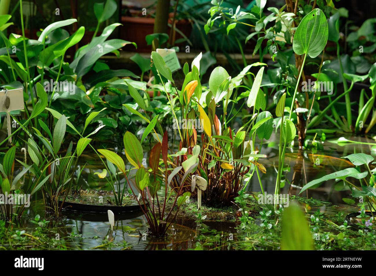 aquatic and marsh plants are grown in water in a greenhouse Stock Photo