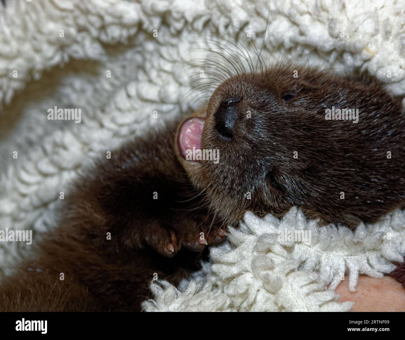 Eurasian Otter (Lutra lutra) 8 week old cub resting,yawning. Stock Photo