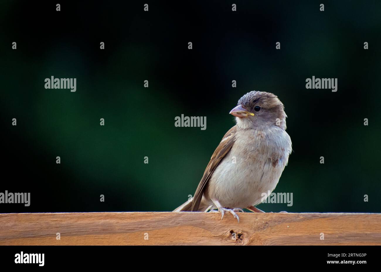 Sparrow on a log Stock Photo