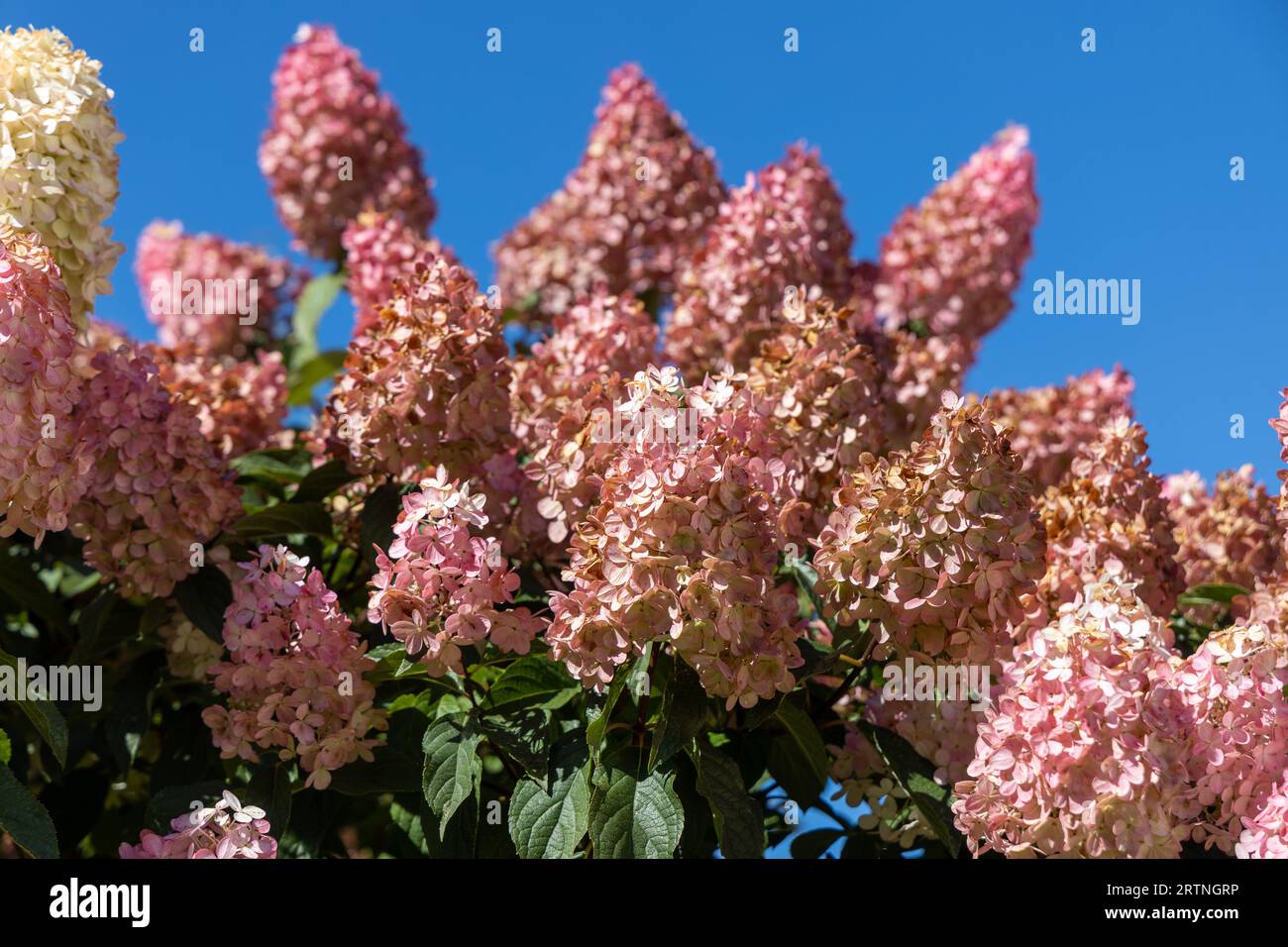 Hydrangea paniculata Vanille Fraise on a stem Stock Photo