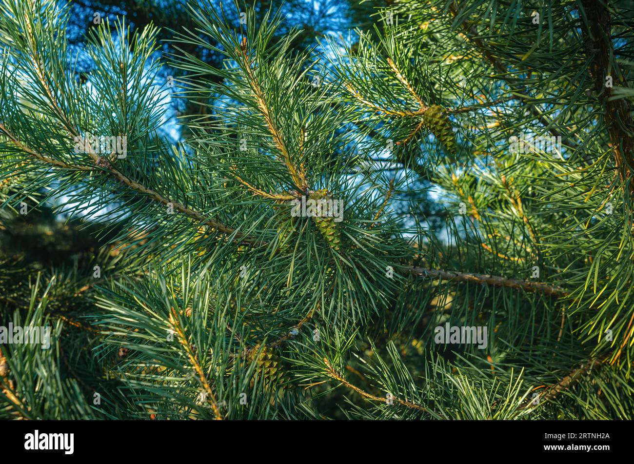 Hand drawn fir tree branches hi-res stock photography and images - Alamy