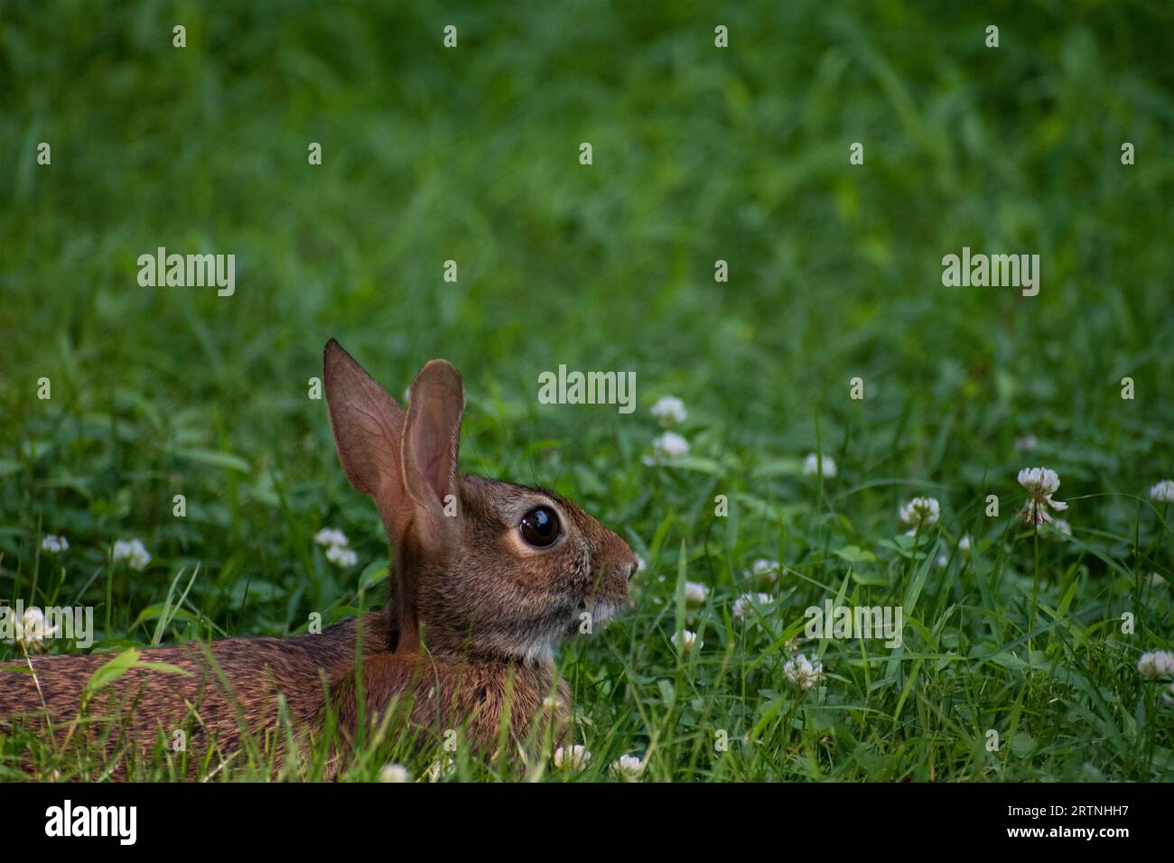 Rabbit in the Grass Stock Photo