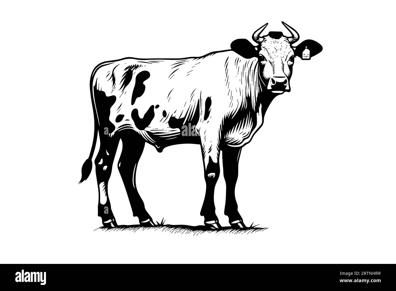 Alpine cow vector hand drawn engraving style illustration Stock Vector