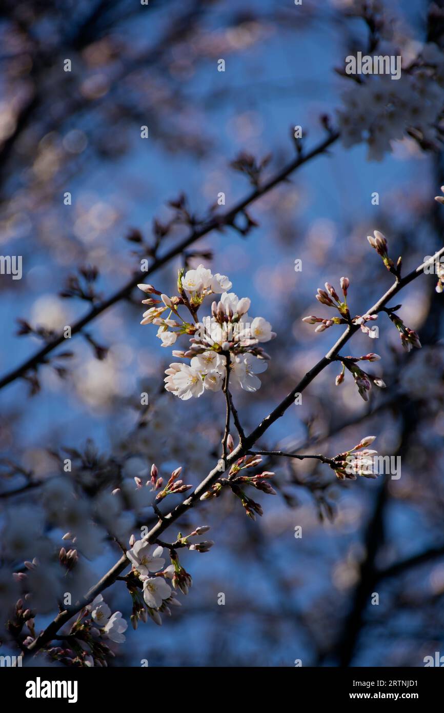 DC Cherry Blossom Stock Photo Alamy