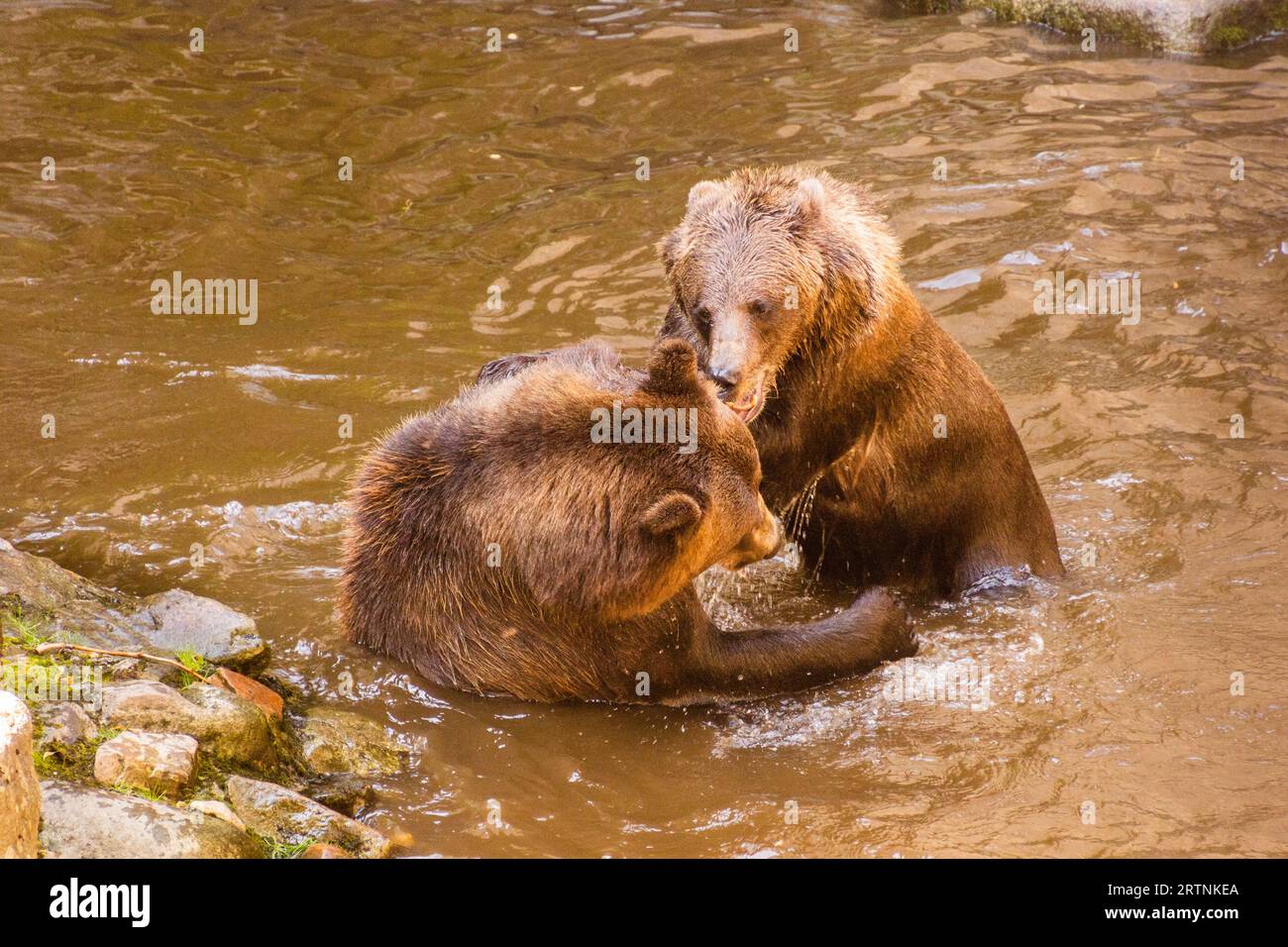 Cesky krumlov castle bear hi-res stock photography and images - Alamy