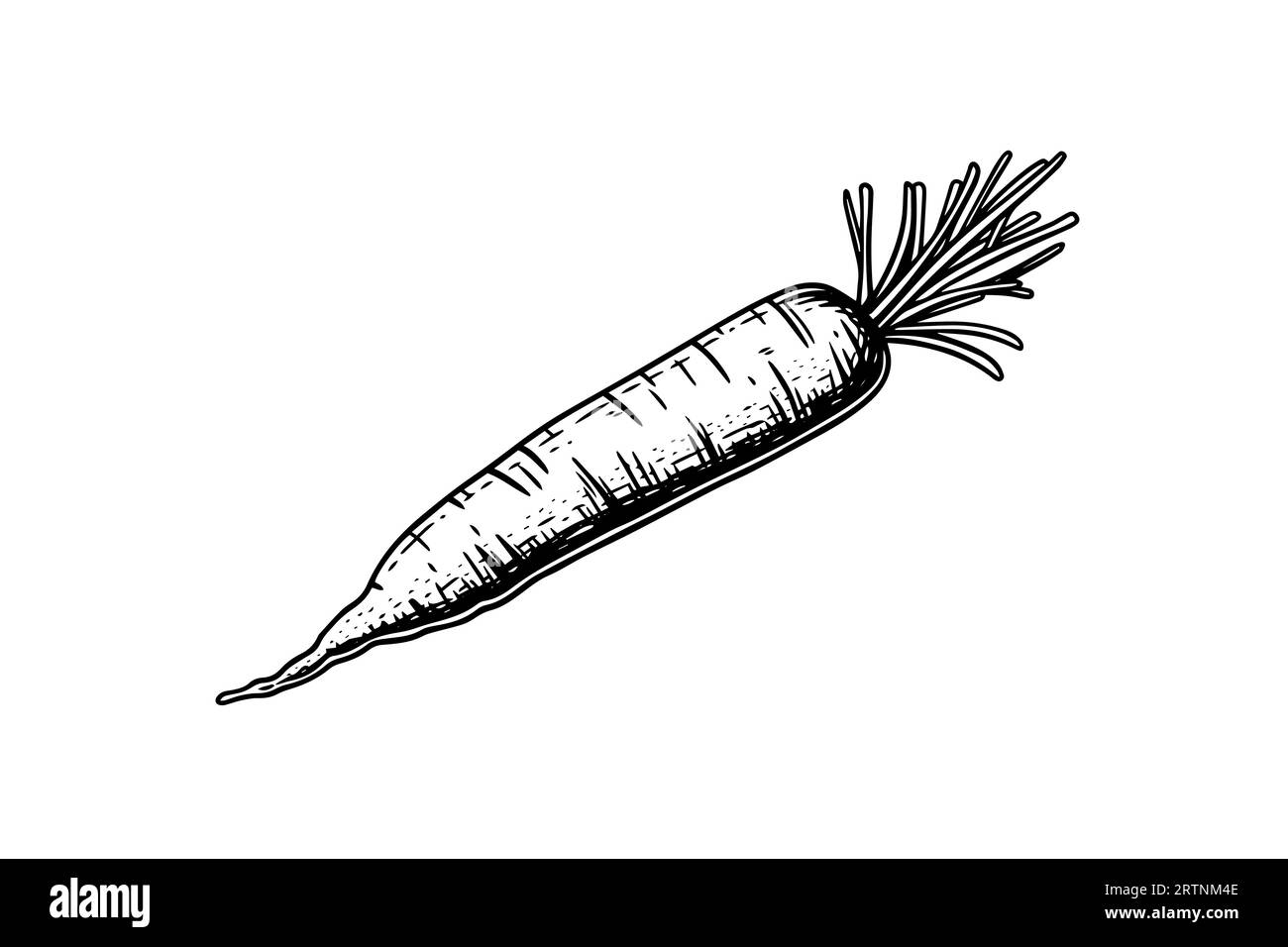 Carrot with tops. Engraving sketch hand drawn vector illustration. Stock Vector