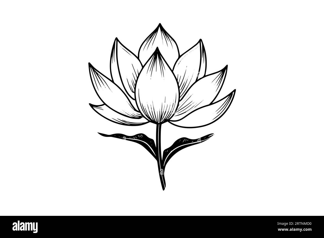 A lotus lily water flower in a vintage woodcut engraved etching style vector illustration Stock
