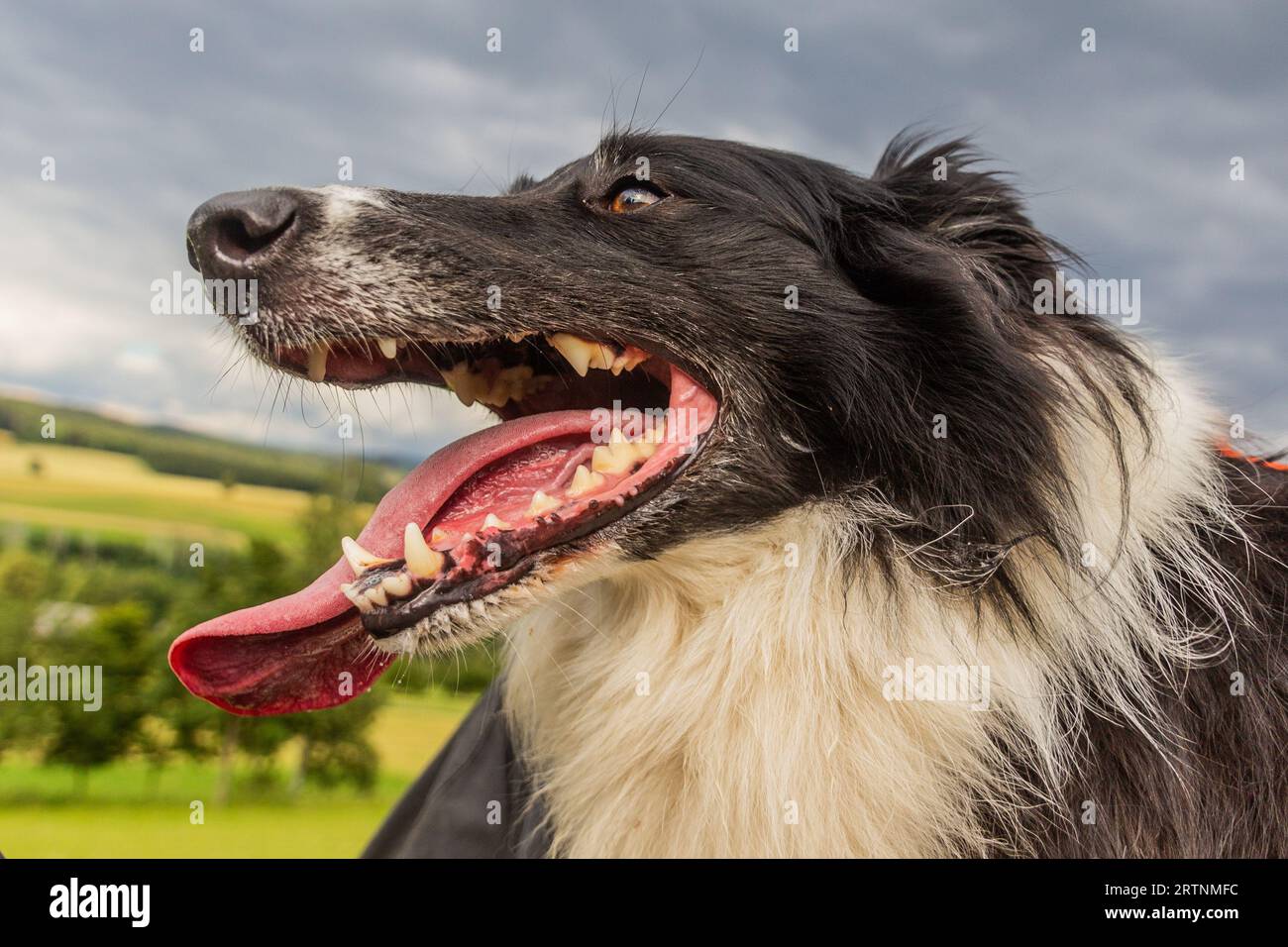 Detail of Collie breed dog Stock Photo