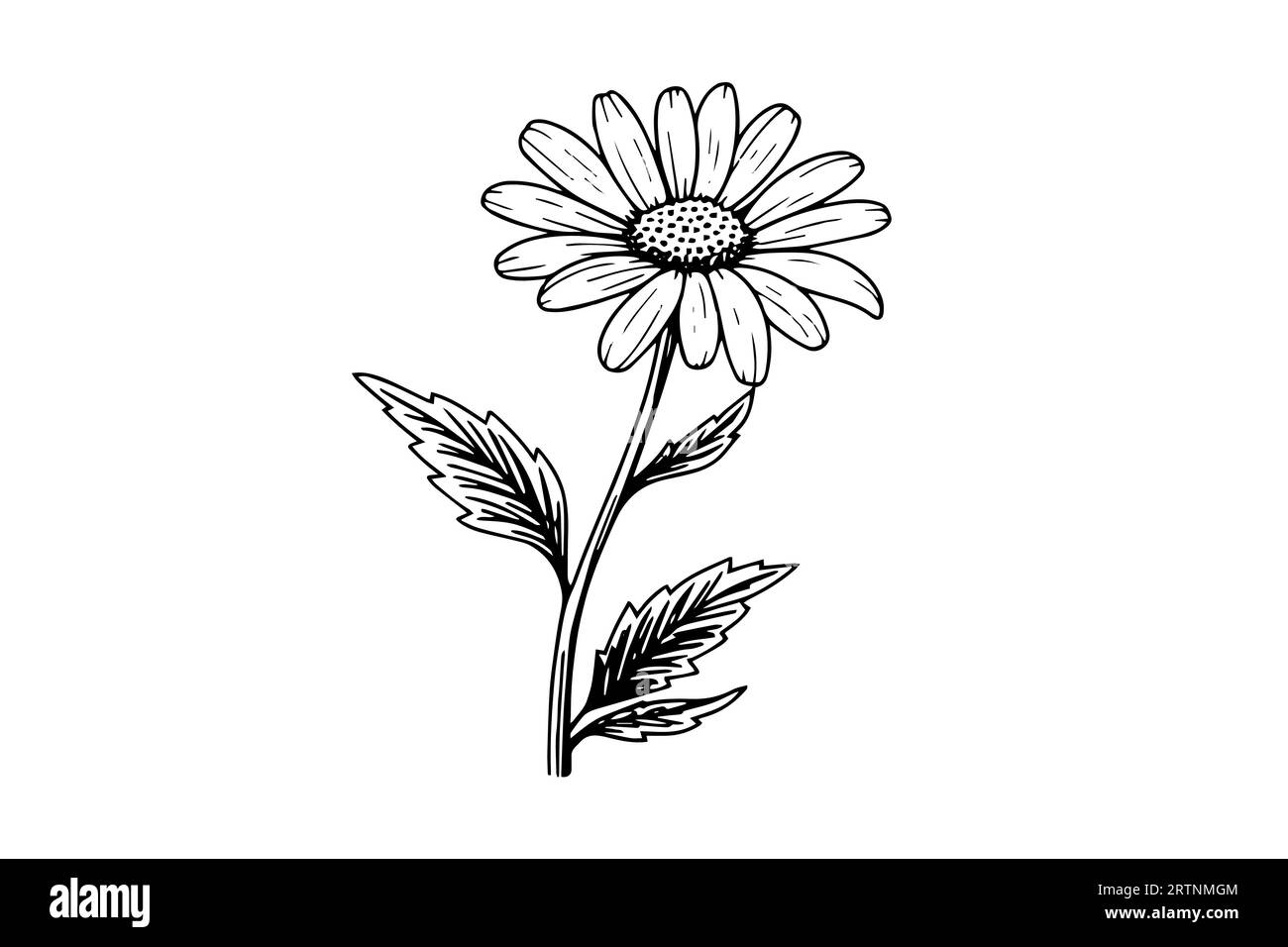 Hand drawn chamomile ink sketch. Daisy flower engraving vector illustration. Stock Vector
