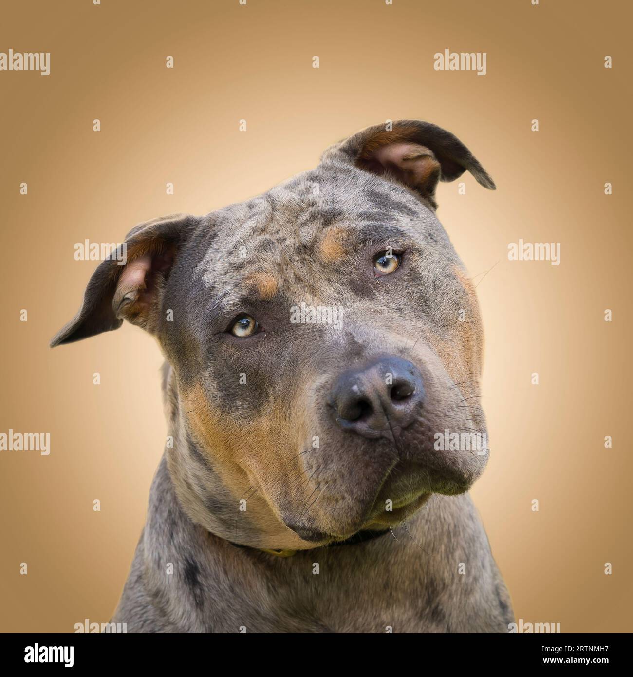 Front close up view of an American XL bully dog, head angled to one side, staring directly at the camera, looking cute. Stock Photo