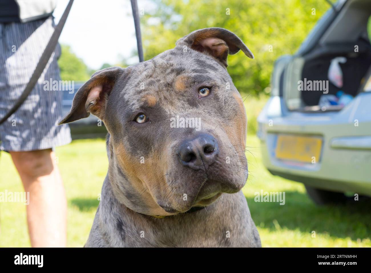 Front close up view of an American XL bully dog outdoors on a lead