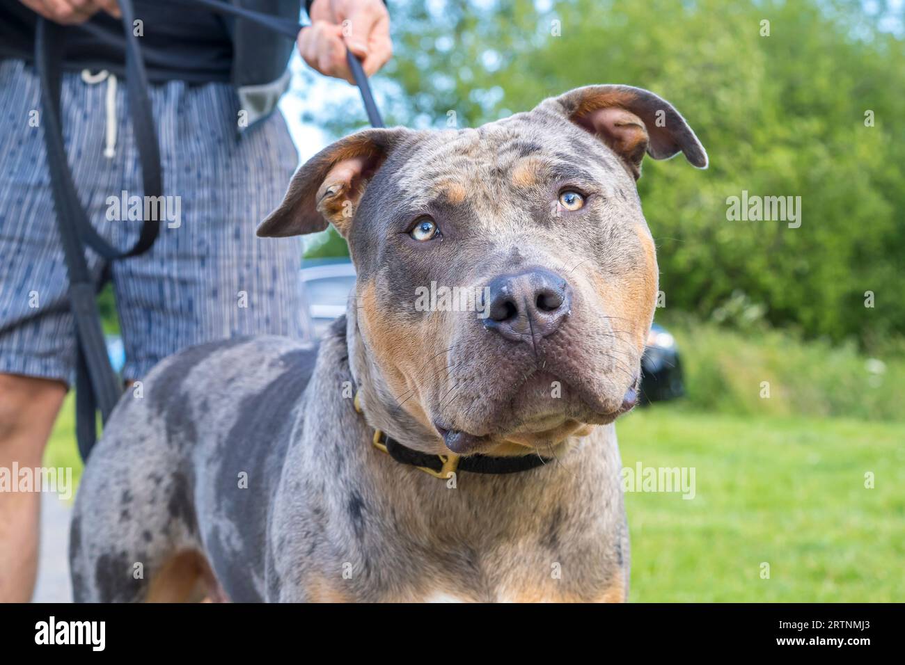 From American XL Bullies to pitbull - all the dog breeds banned in