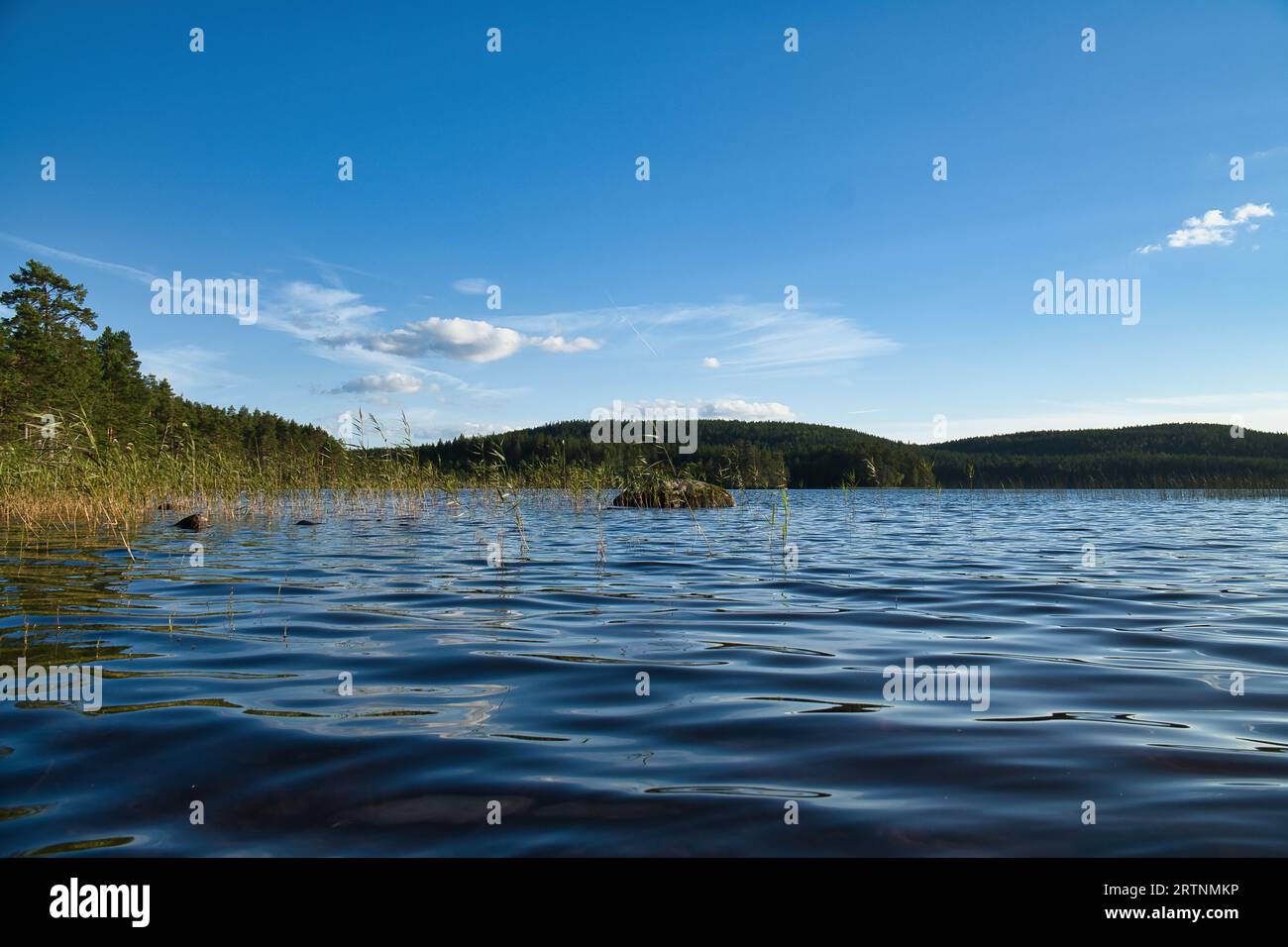View of a lake in Smaland in Sweden. Blue water with light waves and reeds. Blue sky with veil clouds. Summer in nature in Scandinavia. Landscape phot Stock Photo