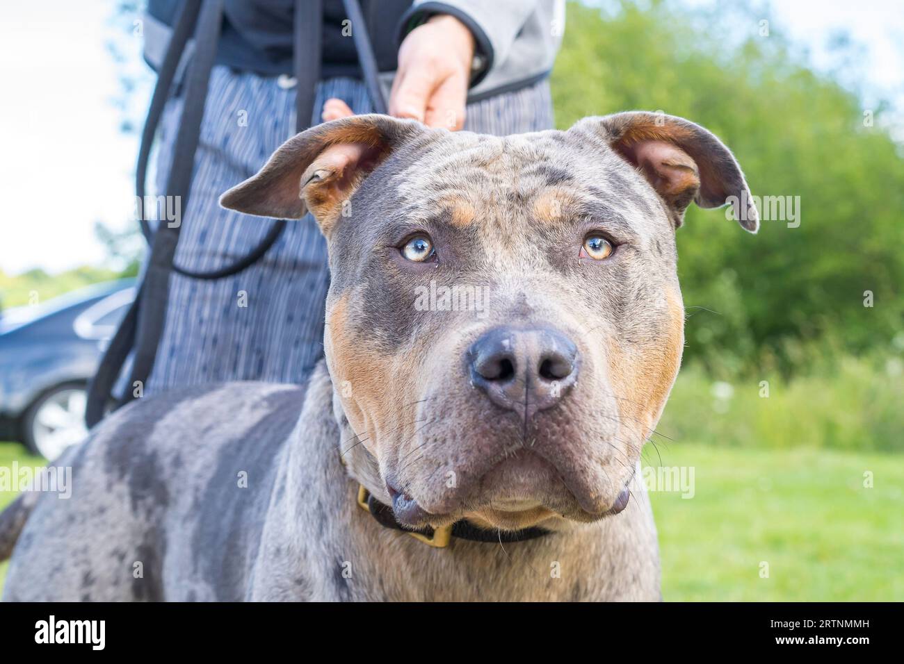 Xl bully dogs hires stock photography and images Alamy
