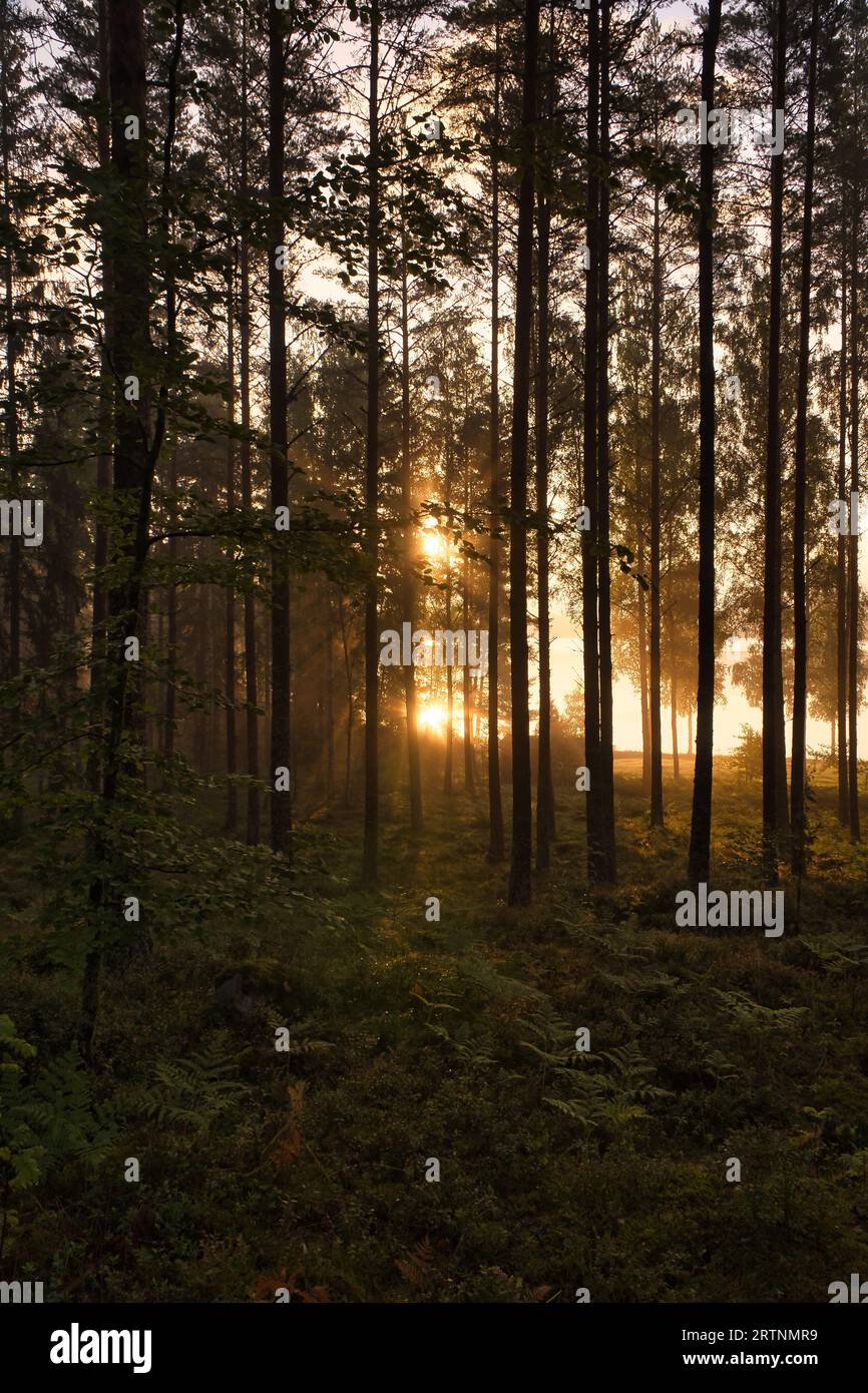 Pine forest by a forest lake at sunrise in Sweden. Sun rays shining ...