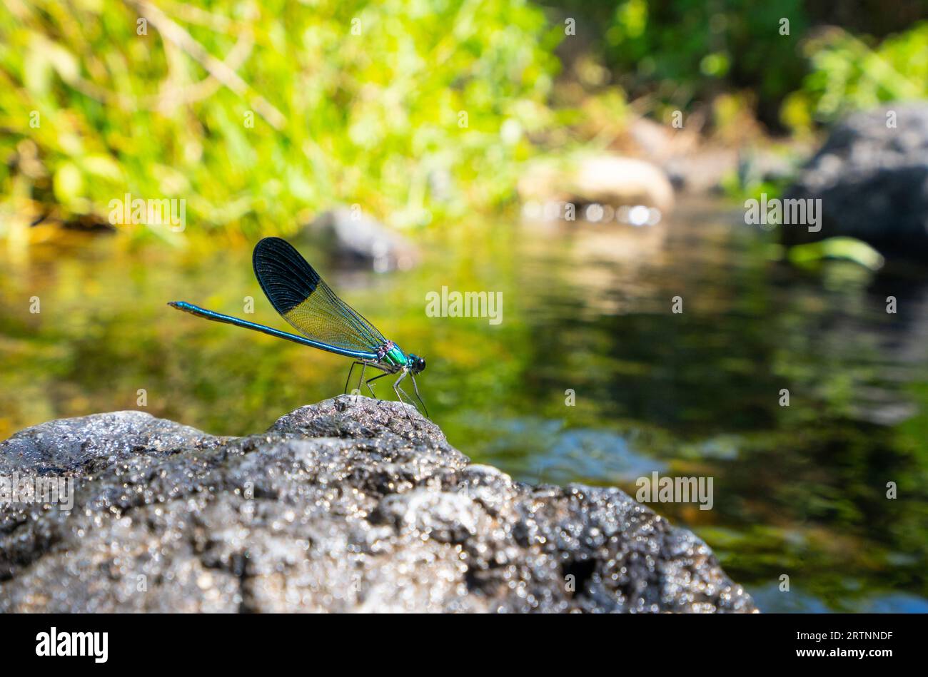 Calopteryx syriaca is a species of damselfly in the family Calopterygidae known commonly as the Syrian demoiselle. It is native to the southern Levant Stock Photo