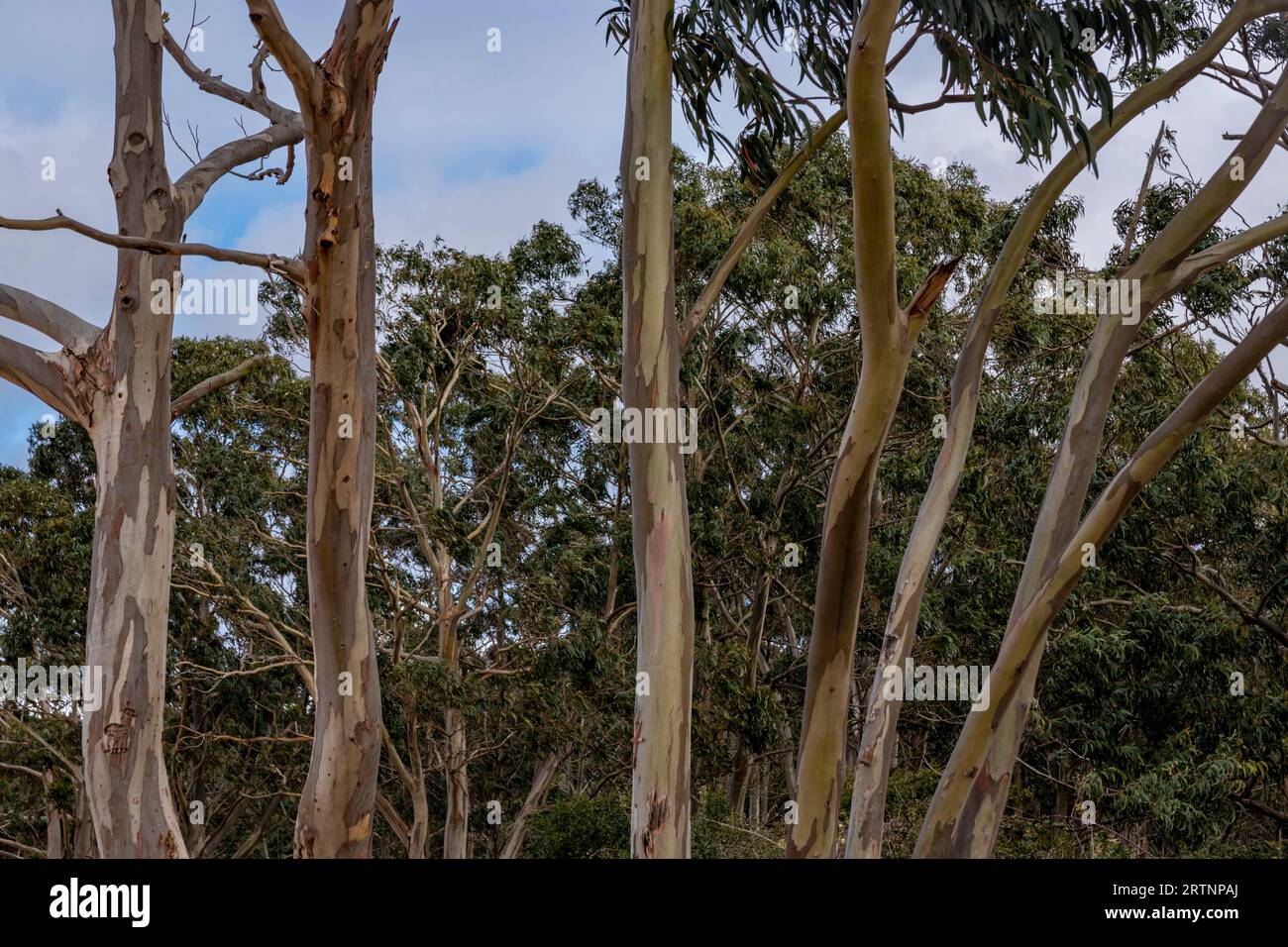 Enchanted Eucalyptus Woodland: Serene Escape in Northern Spain's Laredo Village Stock Photo