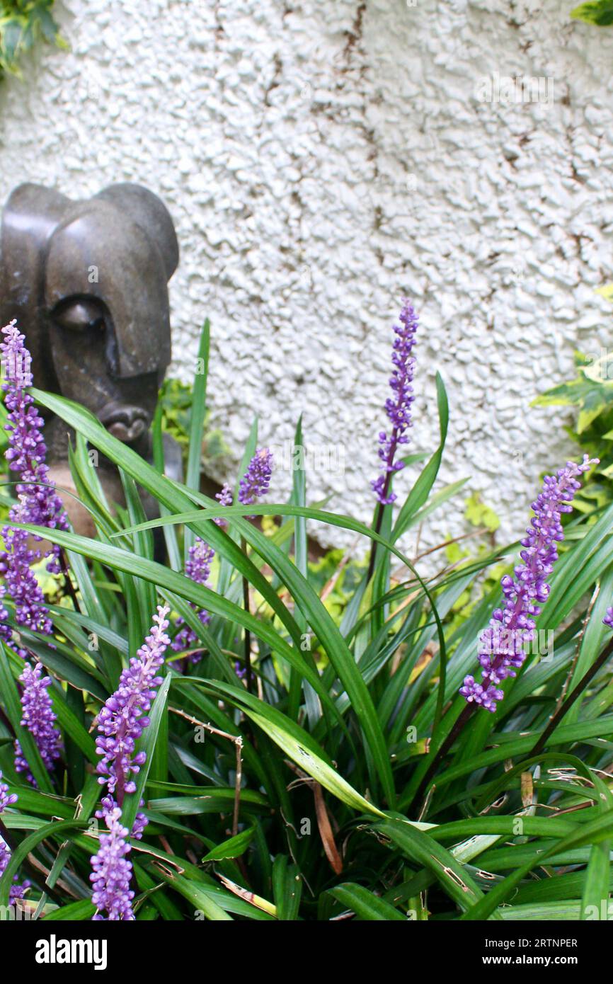 Liriope muscari - late summer flowering evergreen with african head sculpture. Stock Photo