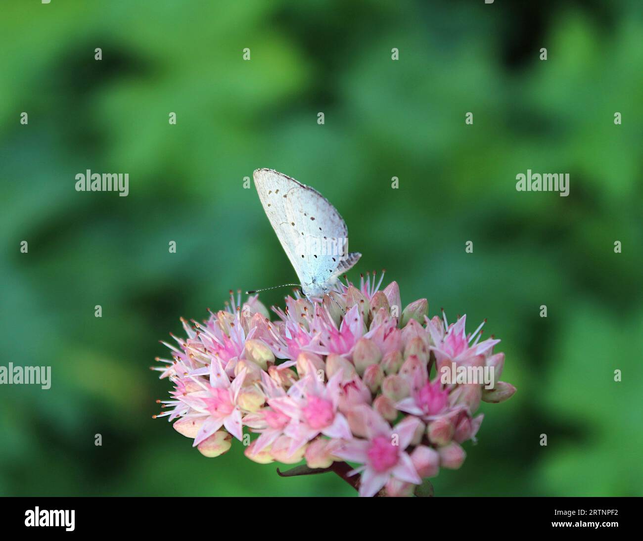 Common Blue Butterfly feeding on Sedum spectabile garden plant Stock Photo