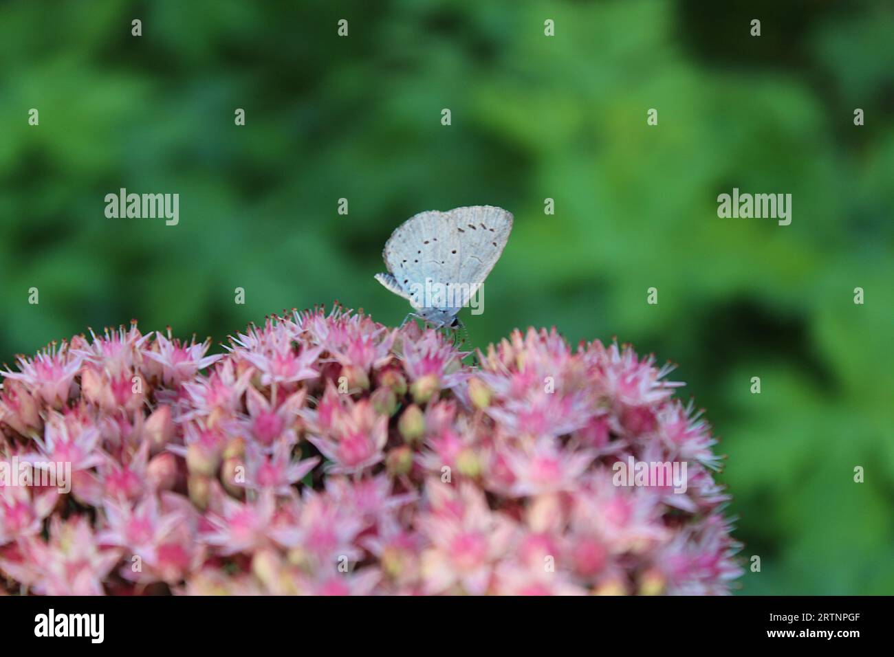 Common Blue Butterfly feeding on Sedum spectabile garden plant Stock Photo
