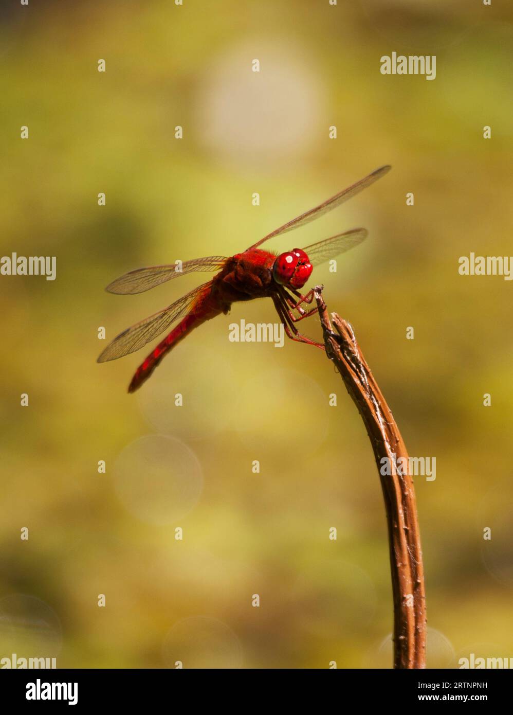 The scarlet dragonfly (Crocothemis erythraea) is a species of dragonfly in the family Libellulidae. Its common names include broad scarlet, common sca Stock Photo