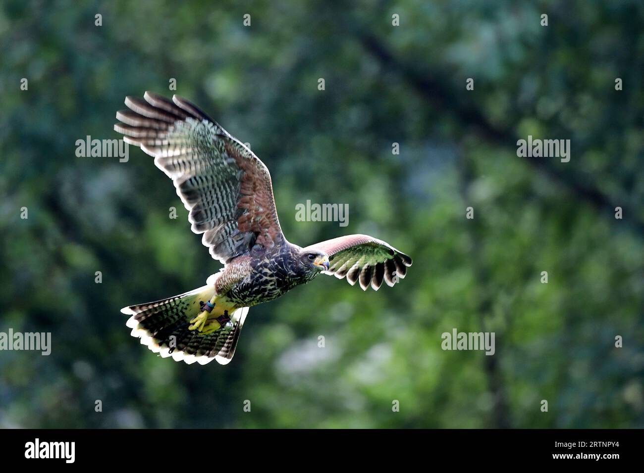 Olomouc, Czech Republic. 14th Sep, 2023. Harris's hawk flying at a bird over station in Olomouc in the Czech Republic. Harris's hawk (Parabuteo unicinctus) since about 1980, Harris's hawks have been increasingly used in falconry. Trained Harris's hawks have been used for bird abatement by falconry experts in Canada and the United States at various locations including airports, resorts, landfill sites, and industrial sites. (Credit Image: © Slavek Ruta/ZUMA Press Wire) EDITORIAL USAGE ONLY! Not for Commercial USAGE! Stock Photo