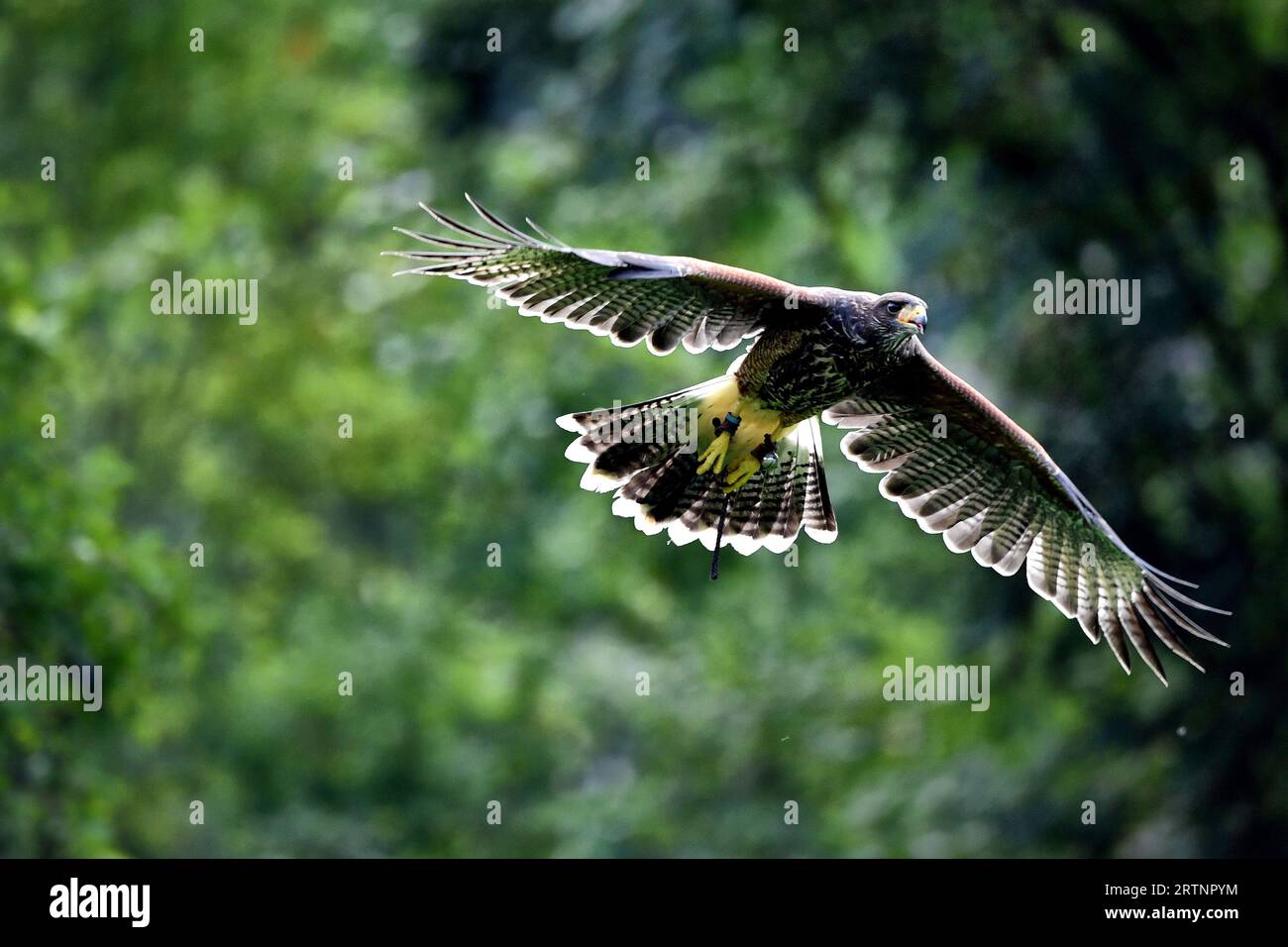 Olomouc, Czech Republic. 14th Sep, 2023. Harris's hawk flying at a bird over station in Olomouc in the Czech Republic. Harris's hawk (Parabuteo unicinctus) since about 1980, Harris's hawks have been increasingly used in falconry. Trained Harris's hawks have been used for bird abatement by falconry experts in Canada and the United States at various locations including airports, resorts, landfill sites, and industrial sites. (Credit Image: © Slavek Ruta/ZUMA Press Wire) EDITORIAL USAGE ONLY! Not for Commercial USAGE! Stock Photo