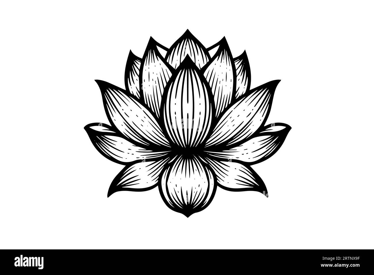 A lotus lily water flower in a vintage woodcut engraved etching style vector illustration. Stock Vector