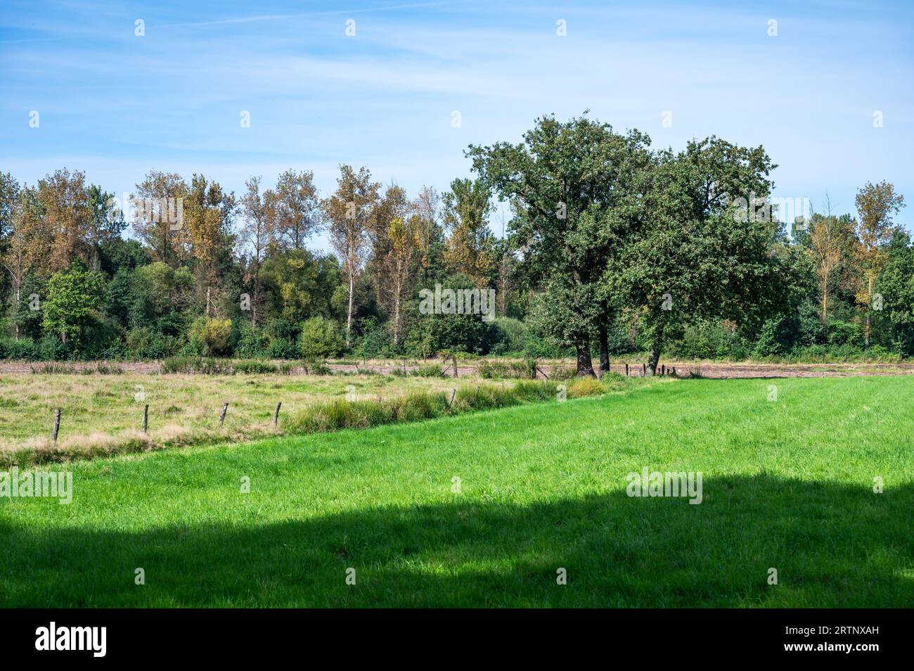 Green meadows and a fence at the Flemish countryside around Beringen, Limburg, Belgium Stock Photo