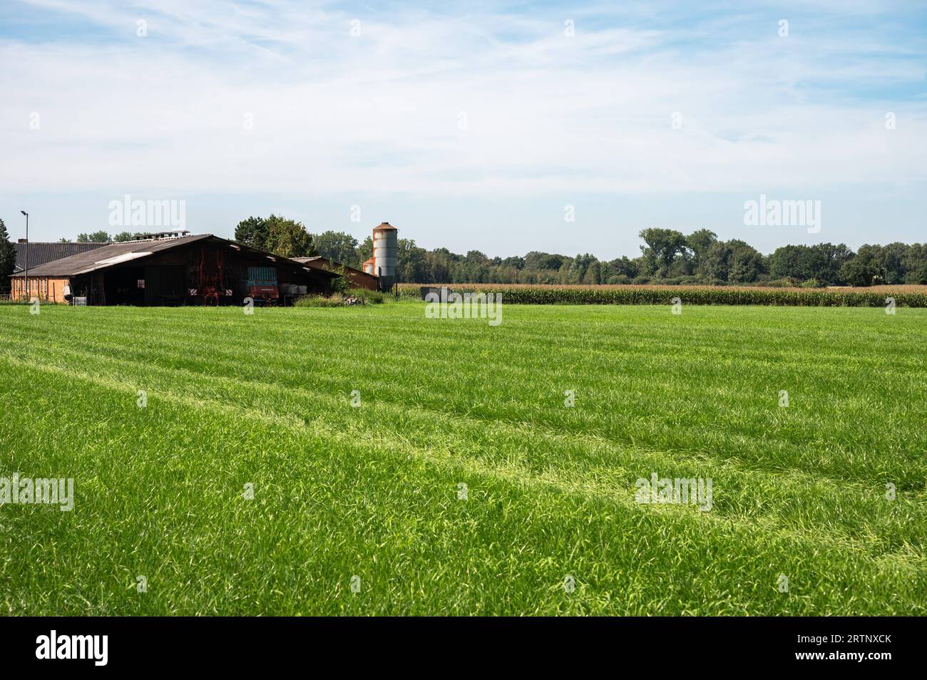 Green agriculture fields, stalls and farmhouses at the Flemish countryside around Arendonk, Antwerp, Belgium Stock Photo