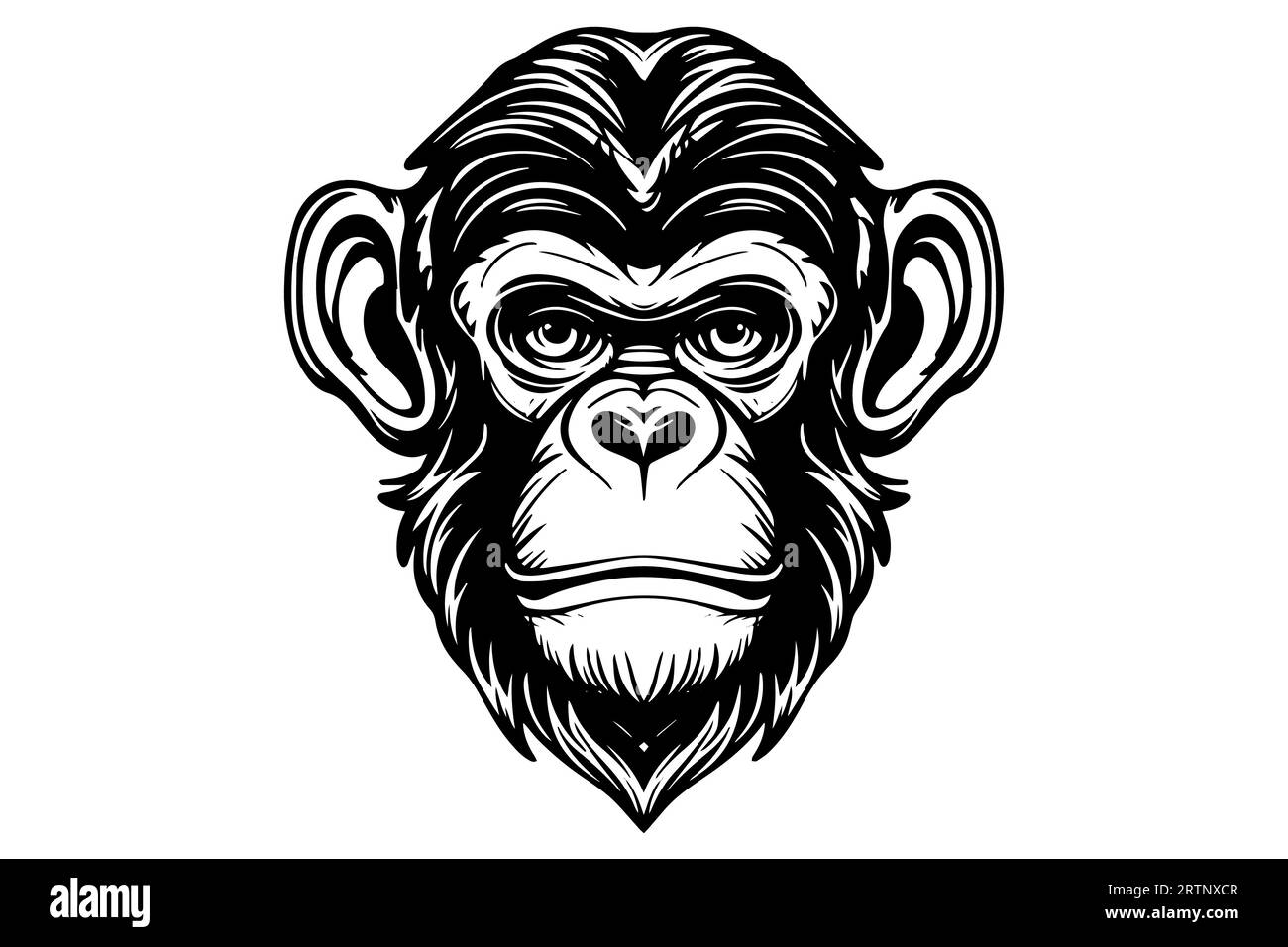 Monkey head or face hand drawn vector illustration in engraving style ink sketch. Stock Vector