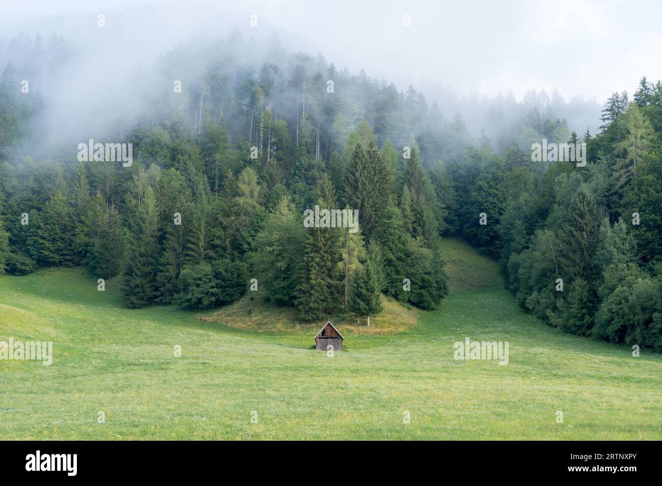A small wood cabin at the end of a field in front of a pine forest with clouds throughout the trees in Slovenia Stock Photo