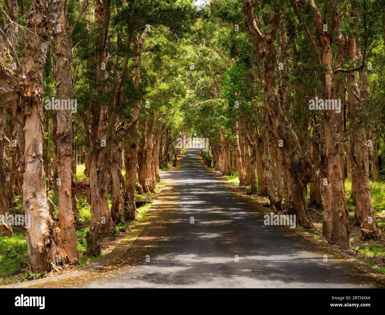 Looking down an avenue of paper bark trees on the island of Mauritius Stock Photo