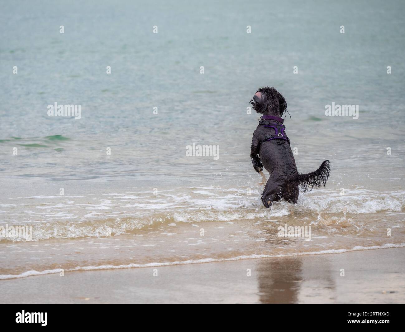 A black cockapoo standing on it’s back legs on the beach with the sea lapping at it’s feet Stock Photo