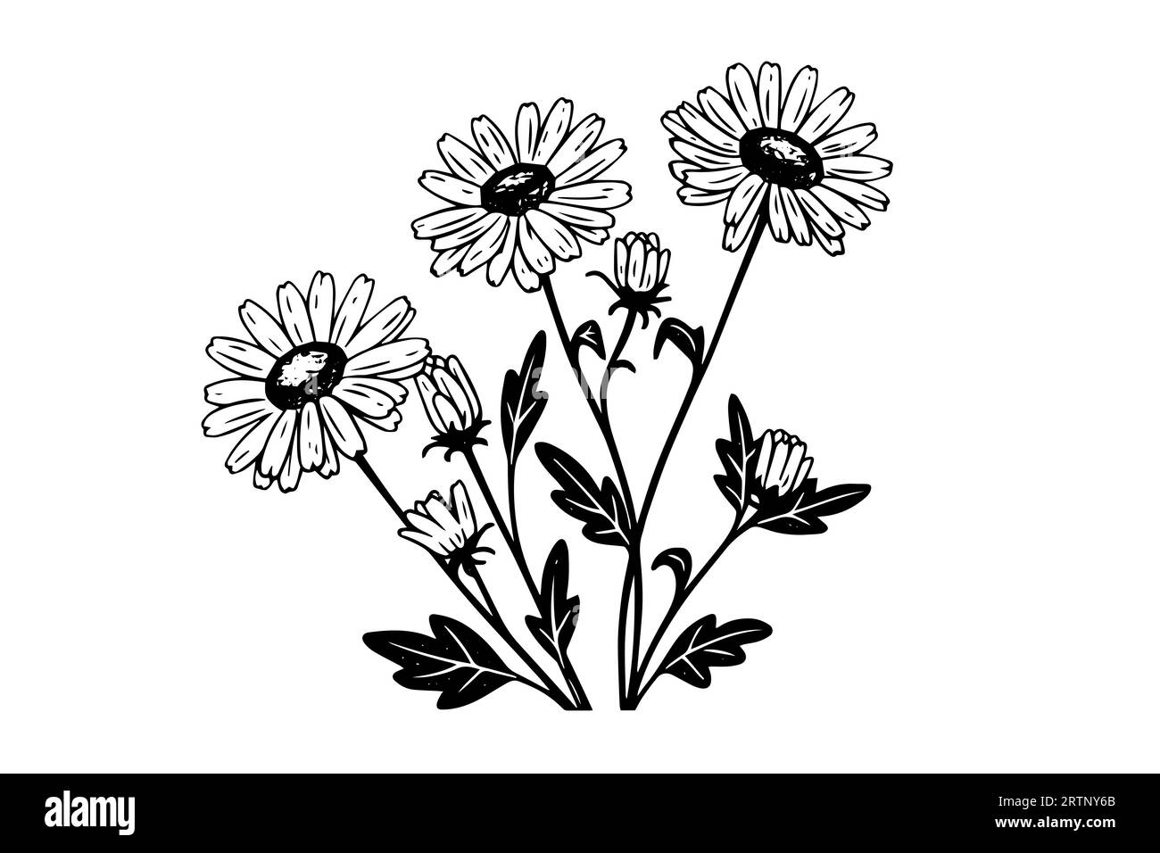 Hand drawn chamomile ink sketch. Daisy bouquet engraving vector illustration. Stock Vector