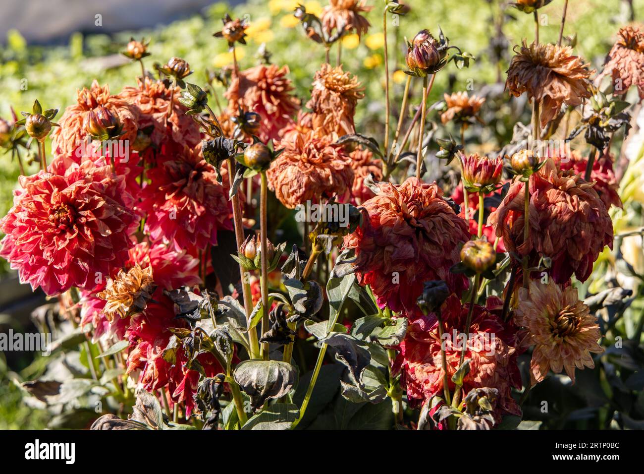 Dahlias dying after a frost Stock Photo Alamy