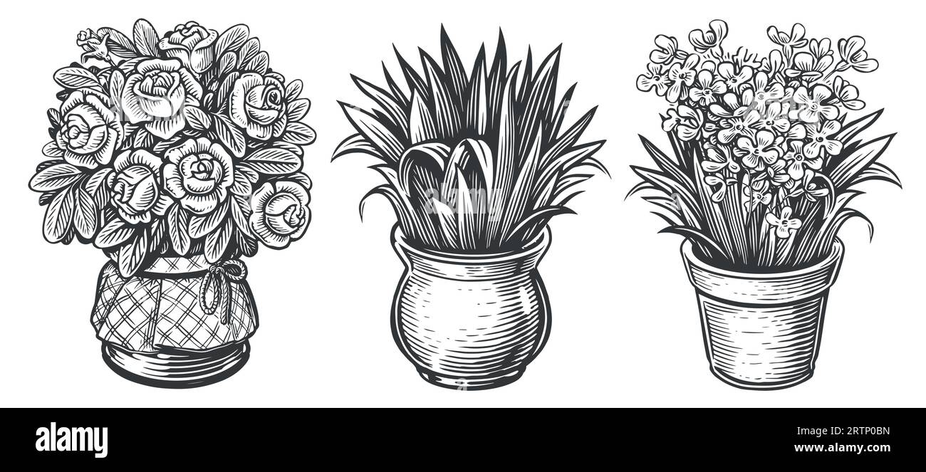 Indoor plants sketch. Houseplants set. Flowers in a pot. Vintage vector illustration in