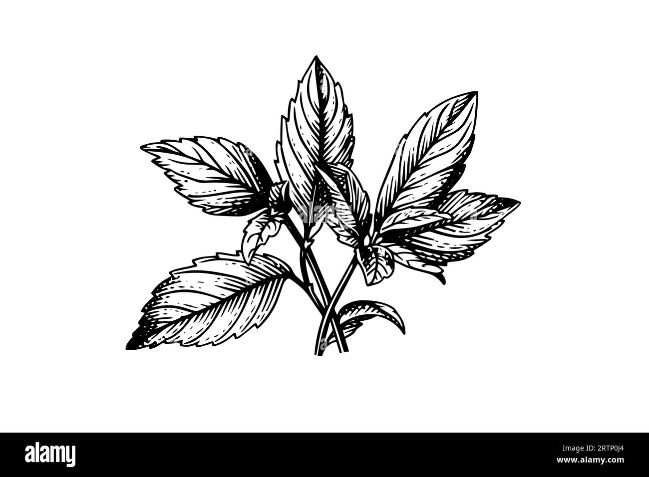 Peppermint sketch. Mint leaves branches and flowers engraving style vector illustration. Stock Vector