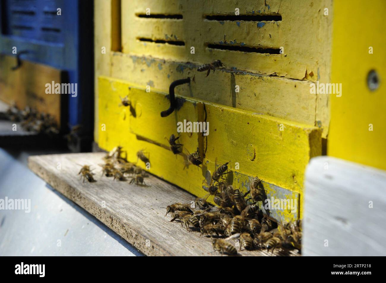 Bienenstöcke stadt deutschland hi-res stock photography and images - Alamy