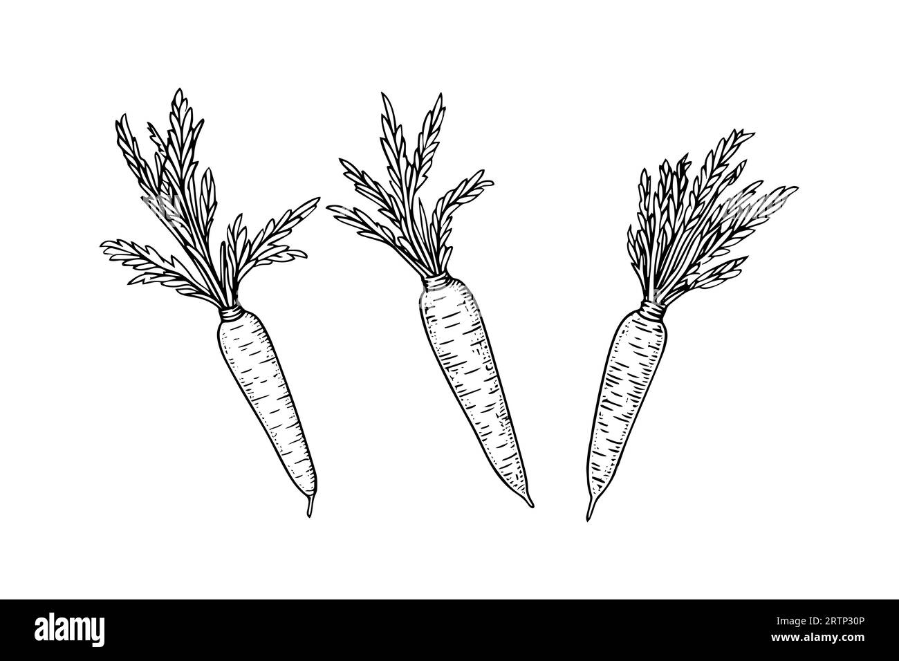 Carrot with tops. Engraving sketch hand drawn vector illustration. Stock Vector