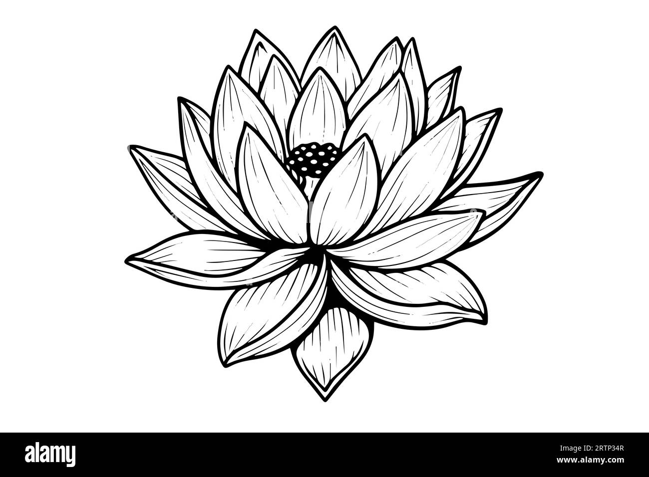 A lotus lily water flower in a vintage woodcut engraved etching style