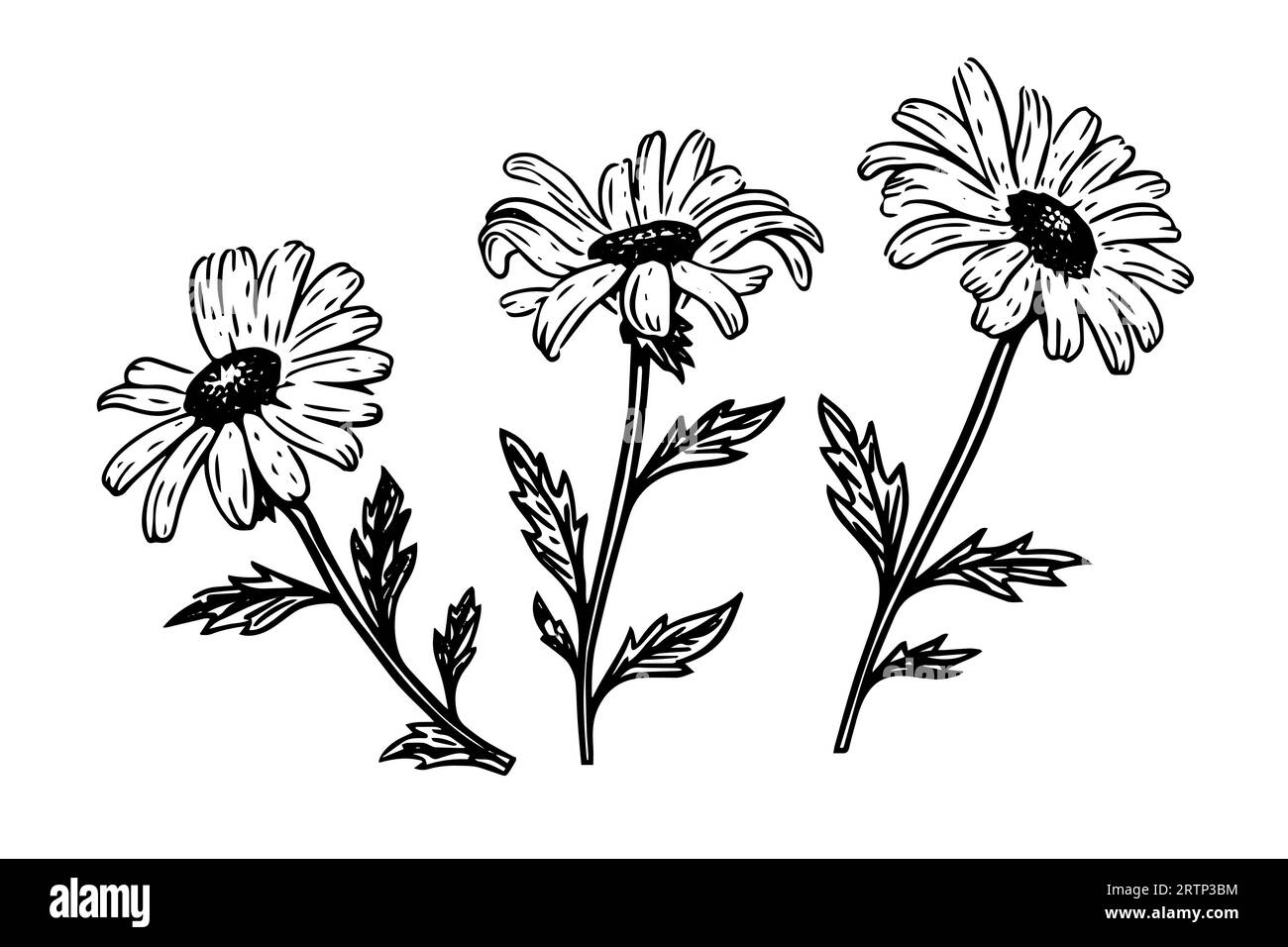 Hand drawn chamomile ink sketch. Daisy flower engraving vector illustration. Stock Vector