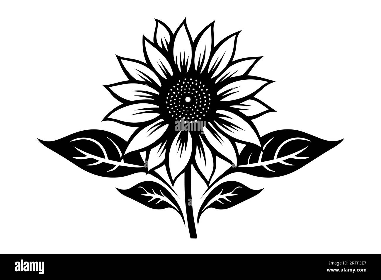 Vector engraving style drawing vector illustration of sunflower. Ink ...