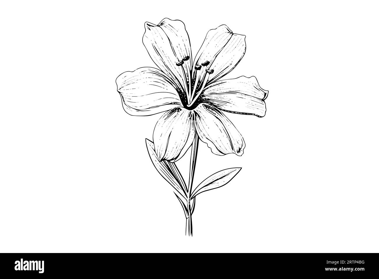 Saffron or crocus hand drawn ink sketch. Vector illustration in