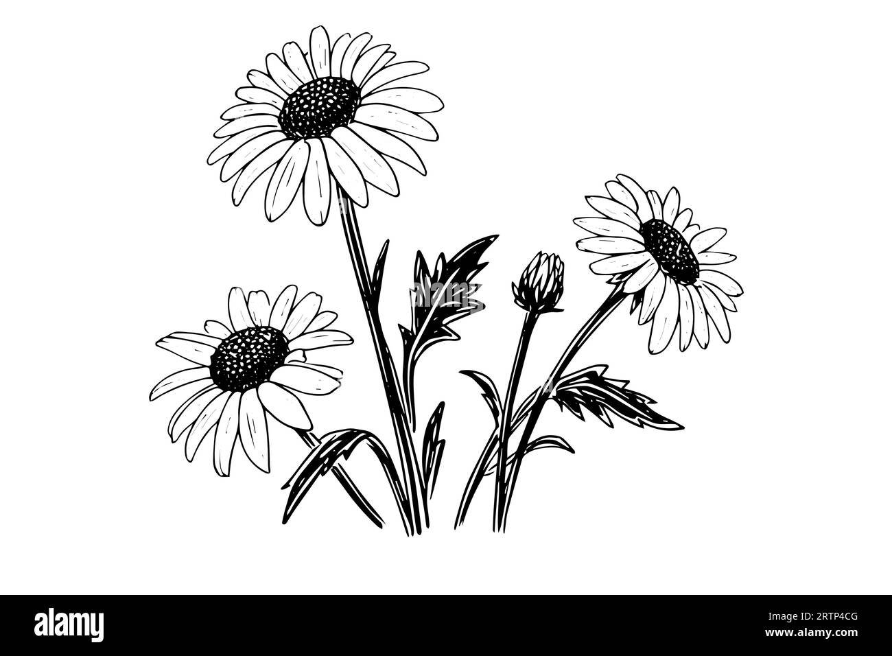 Hand drawn chamomile ink sketch. Daisy bouquet engraving vector illustration. Stock Vector