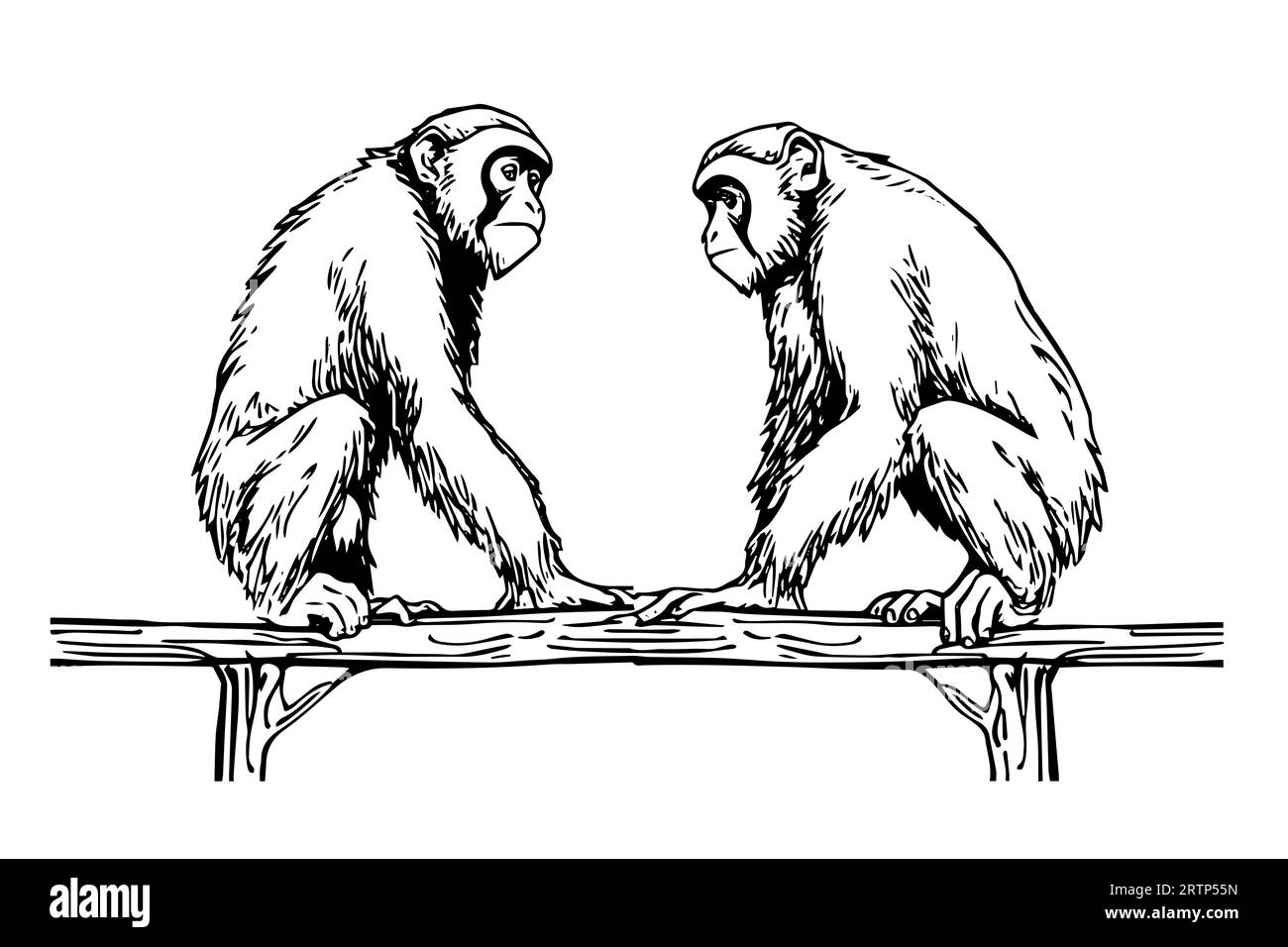 Two monkeys sitting on a branch. Ink sketch engraving vector illustration. Stock Vector