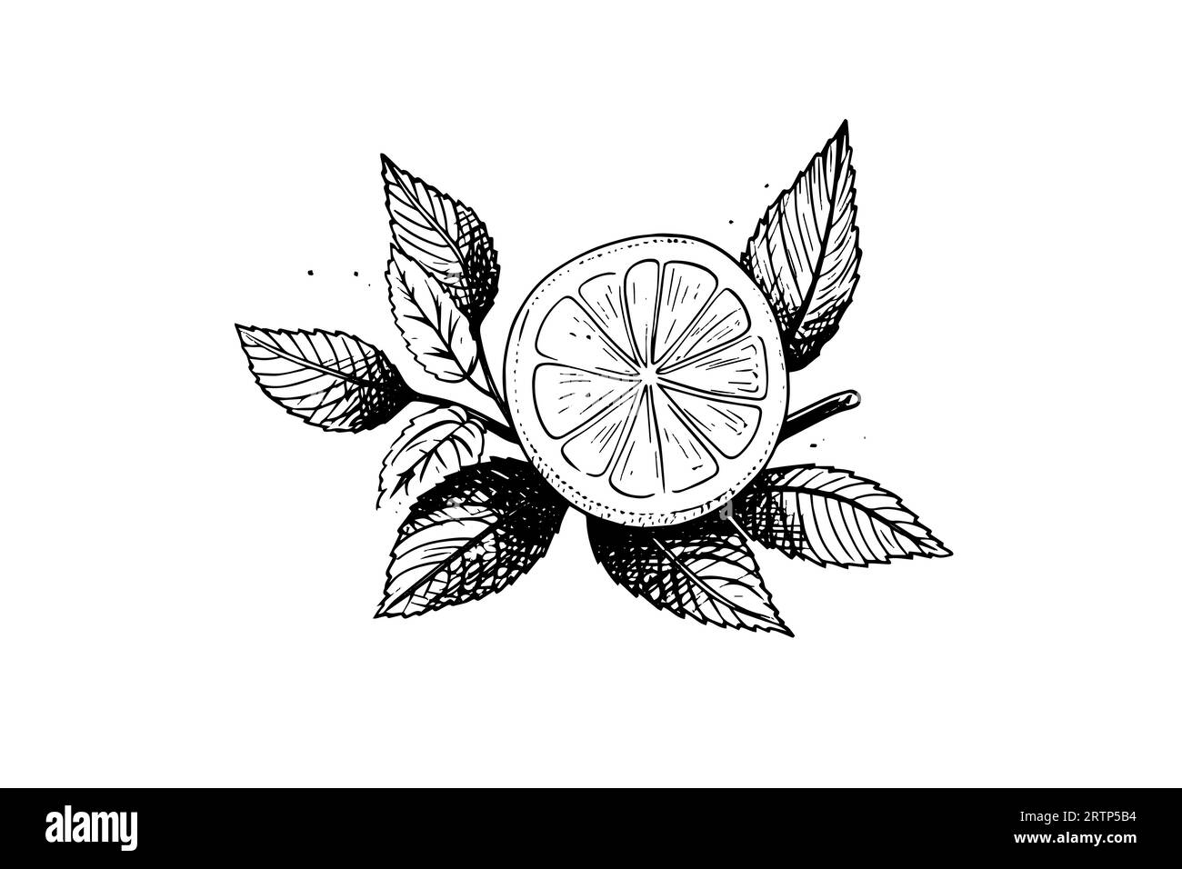 Lemons and mint hand drawn vector illustration. Whole fruit, sliced piece and leaves drawing. Stock Vector