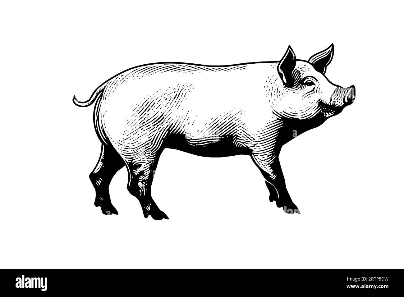 Vector illustration of pig in engraving style, hand drawing sketch. Stock Vector