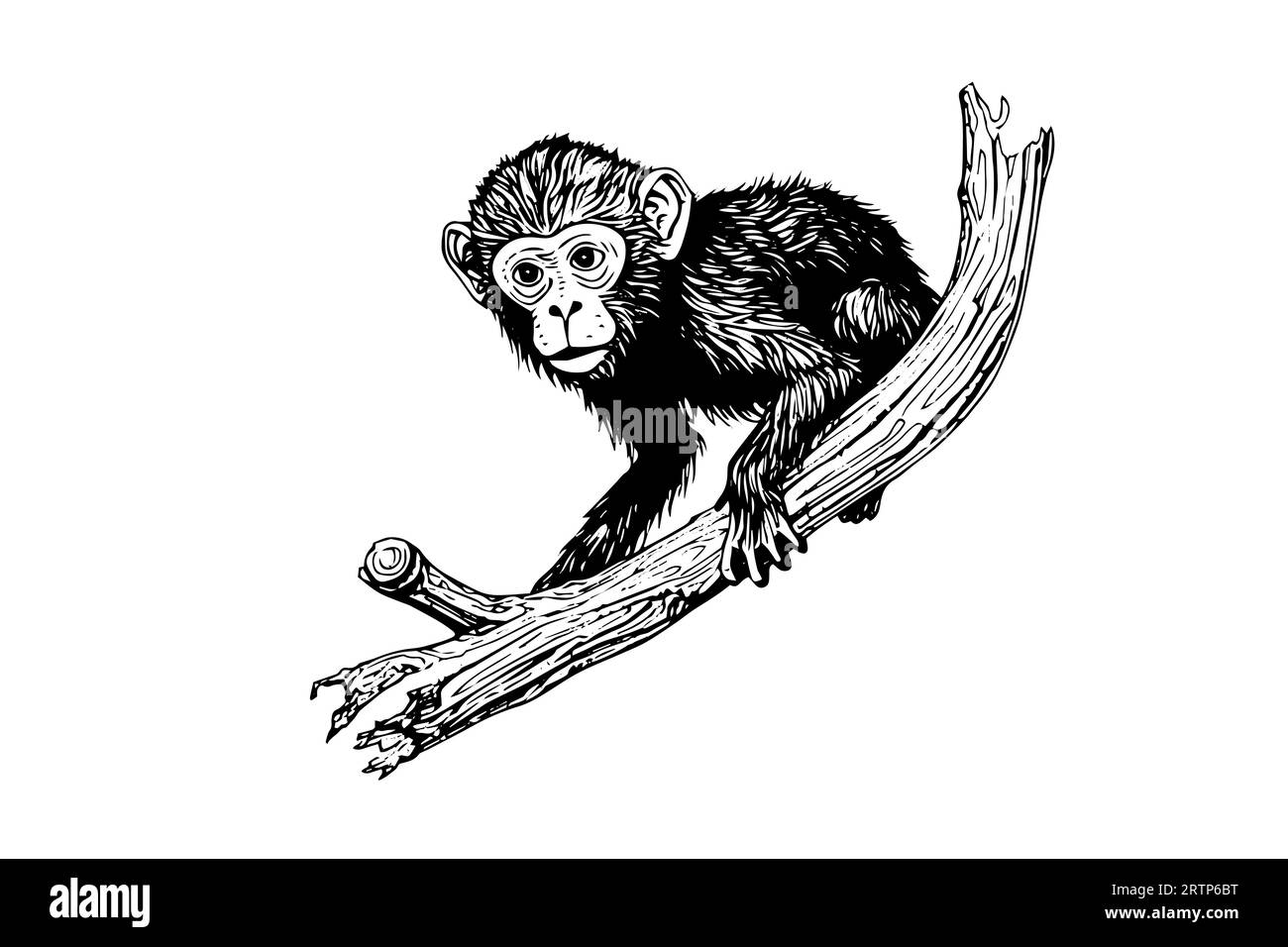 Monkey sitting on a branch. Ink sketch engraving vector illustration. Stock Vector