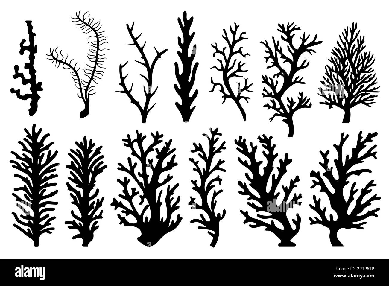 Flat seaweed Black and White Stock Photos & Images - Page 3 - Alamy